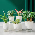 Self-Watering Plant Pot — Lazy Hydroponic Planter